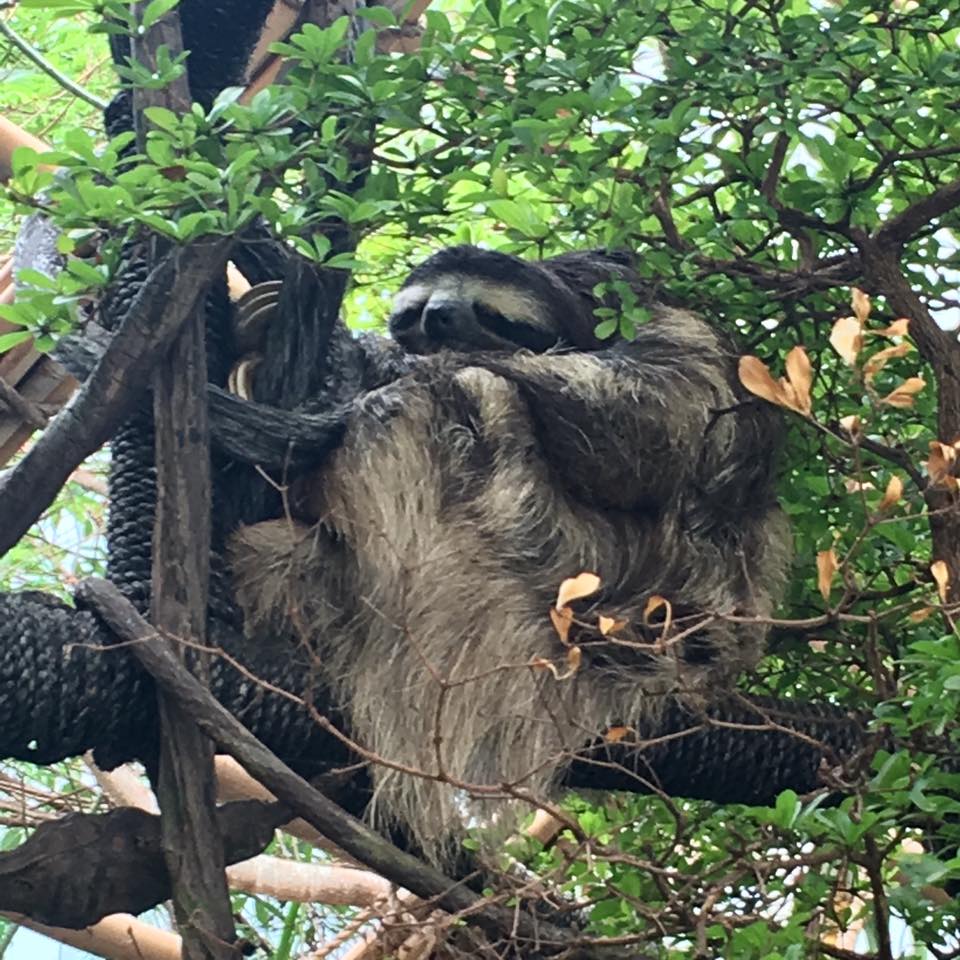 18664303_1836892779658125_4701333501806126739_n